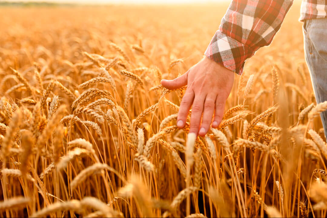 Региональные программы