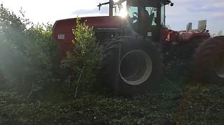 БДП-620 рубит кустарник