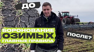 Боронование озимой пшеницы при помощи АГС с одним рядом звеньев